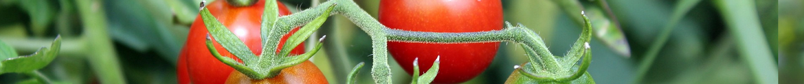 Tomaten-kweken