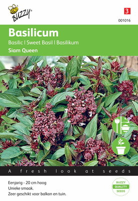 Thaise Basilicum (Siam Queen)