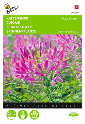 Kattensnor Rose Queen Cleome zaden