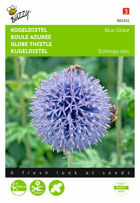 Kogeldistel Blue Globe (Echinops)