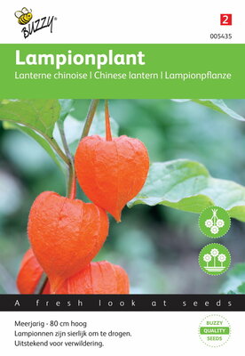 Lampionplant franchetti gigantea