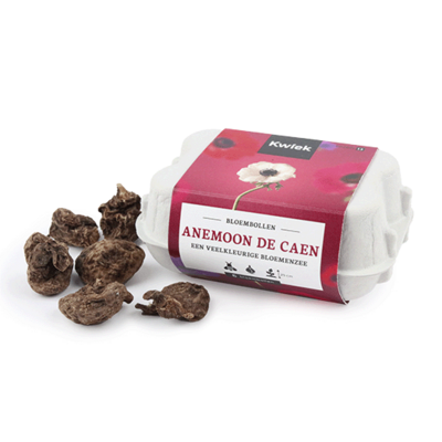 Eierdoosje met 6 anemonen de Caen - Kwiek BloemBollen