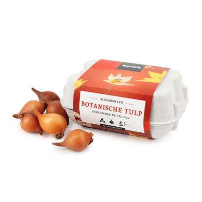 Eierdoosje met 6 botanische tulpen - Kwiek BloemBollen