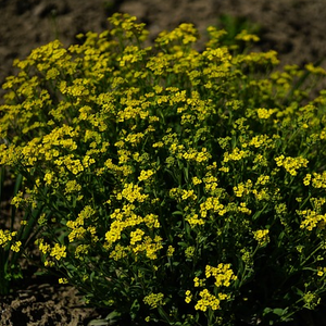 Alyssum