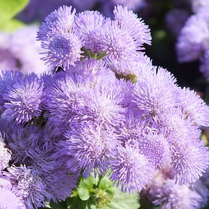 Ageratum