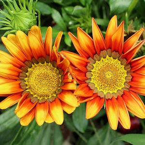 Gazania