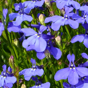 Lobelia