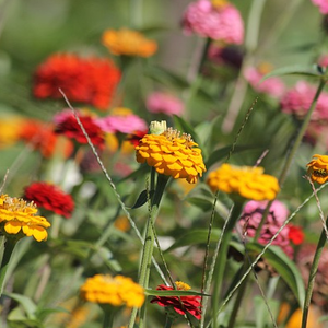 Zinnia