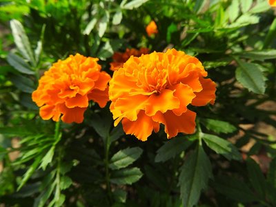 Afrikaantjes in de tuin